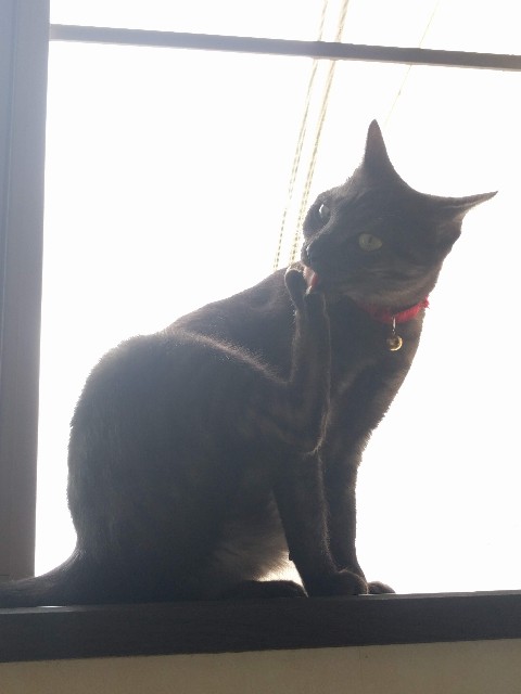 f:id:yn_musu:20200324001404j:image f:id:yn_musu:20200324001404j:image
