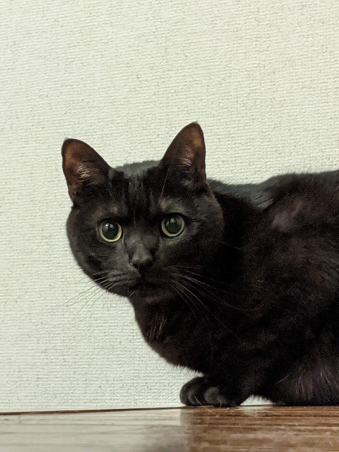 f:id:yn_musu:20200324002944j:image f:id:yn_musu:20200324002944j:image