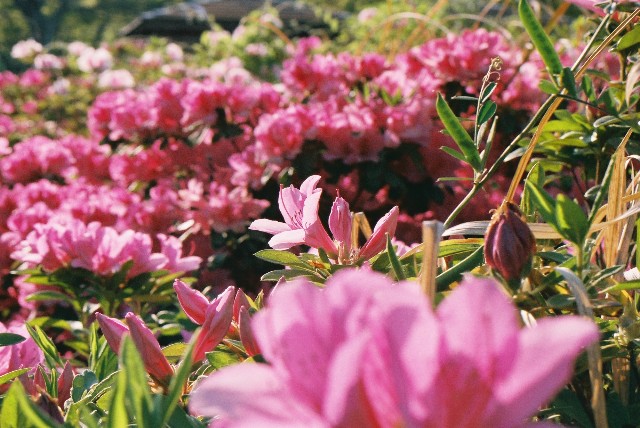 f:id:yn_musu:20200517235536j:image f:id:yn_musu:20200517235536j:image
