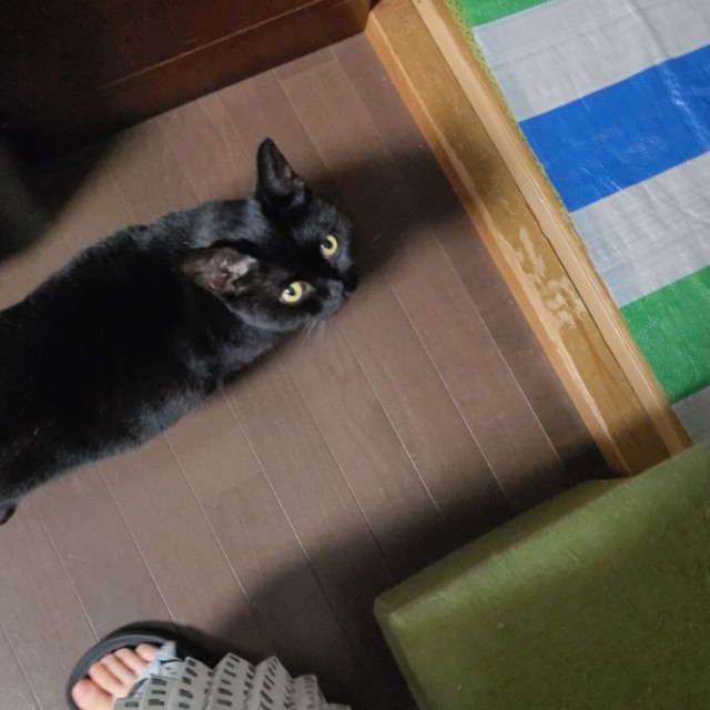 f:id:yn_musu:20230907004223j:image f:id:yn_musu:20230907004223j:image