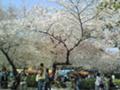 桜 鶴舞公園