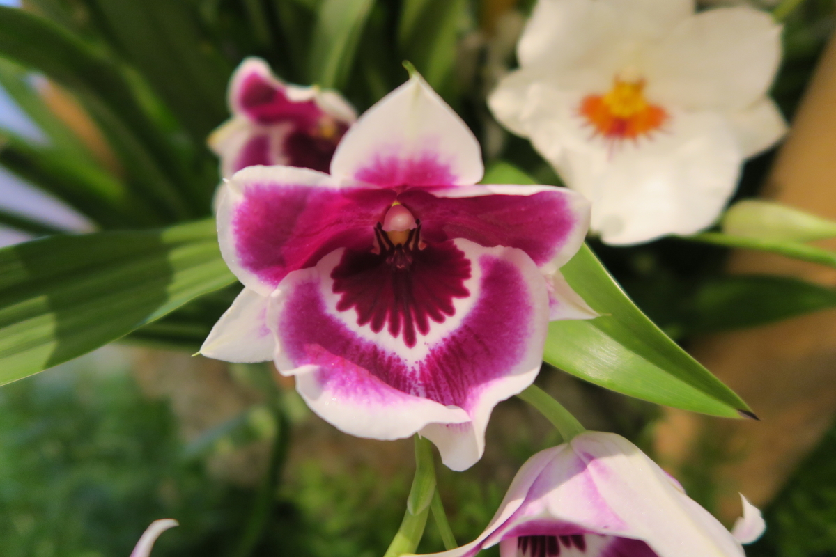 f:id:ynakamurachicago:20200629184306j:plain f:id:ynakamurachicago:20200629184306j:plain