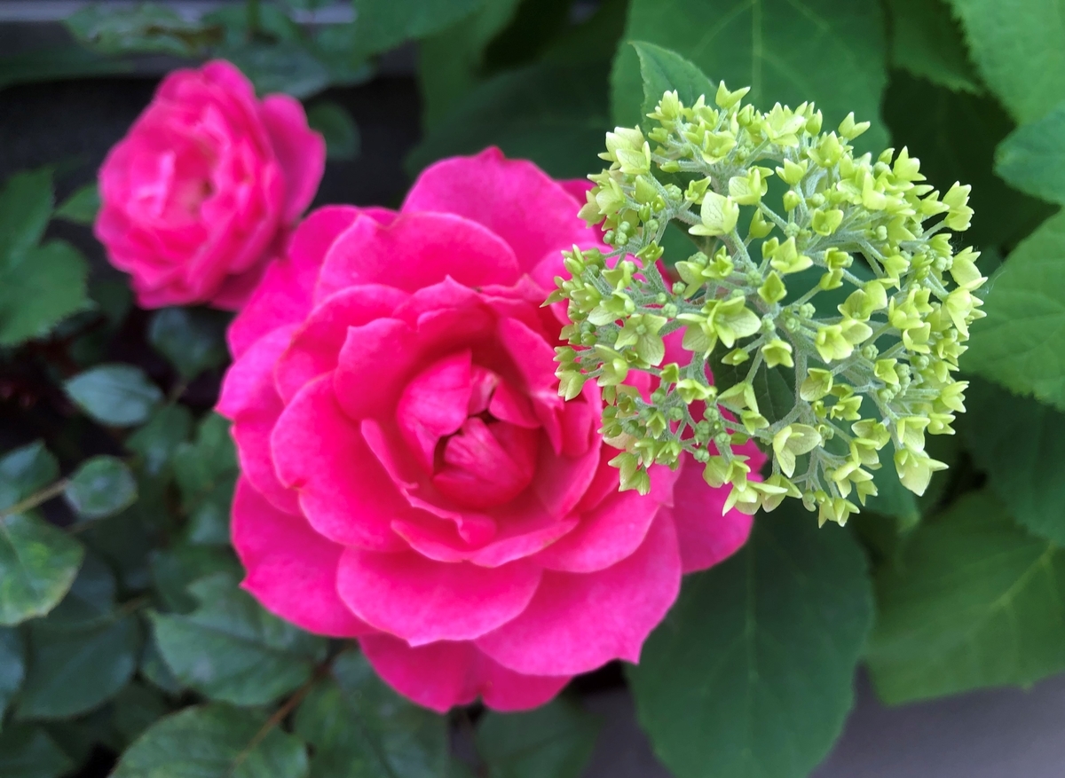 f:id:ynakamurachicago:20210601213820j:plain