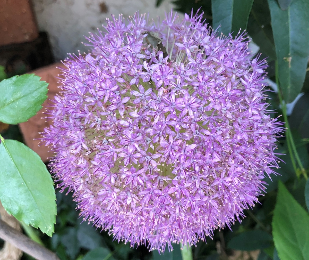 f:id:ynakamurachicago:20210601213912j:plain