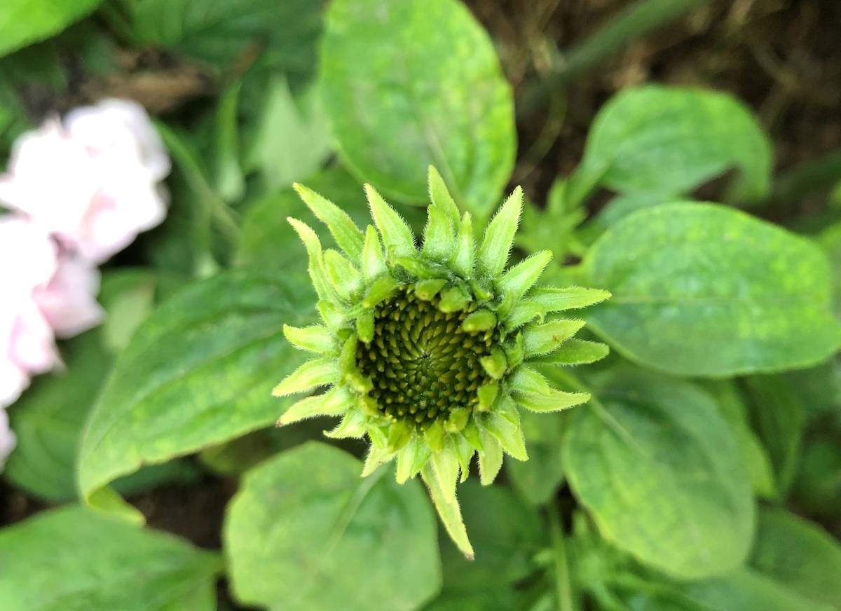 f:id:ynakamurachicago:20210601214003j:plain