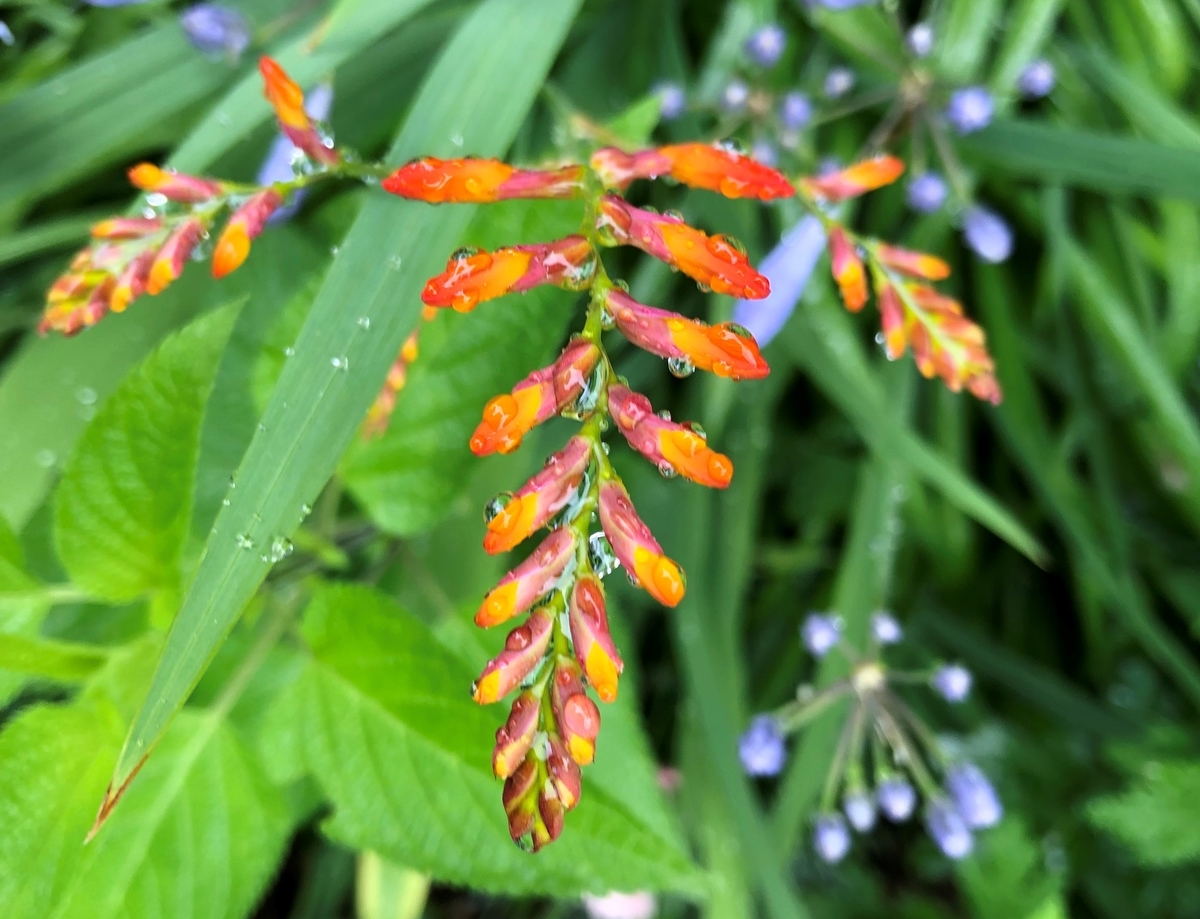 f:id:ynakamurachicago:20210620113903j:plain