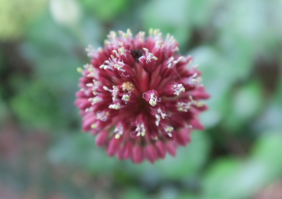 f:id:ynakamurachicago:20210719215045j:plain