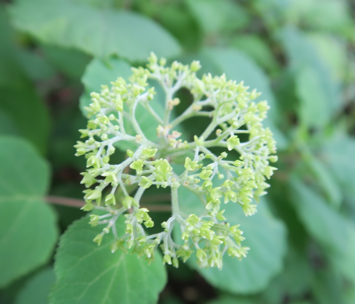 f:id:ynakamurachicago:20210719215118j:plain