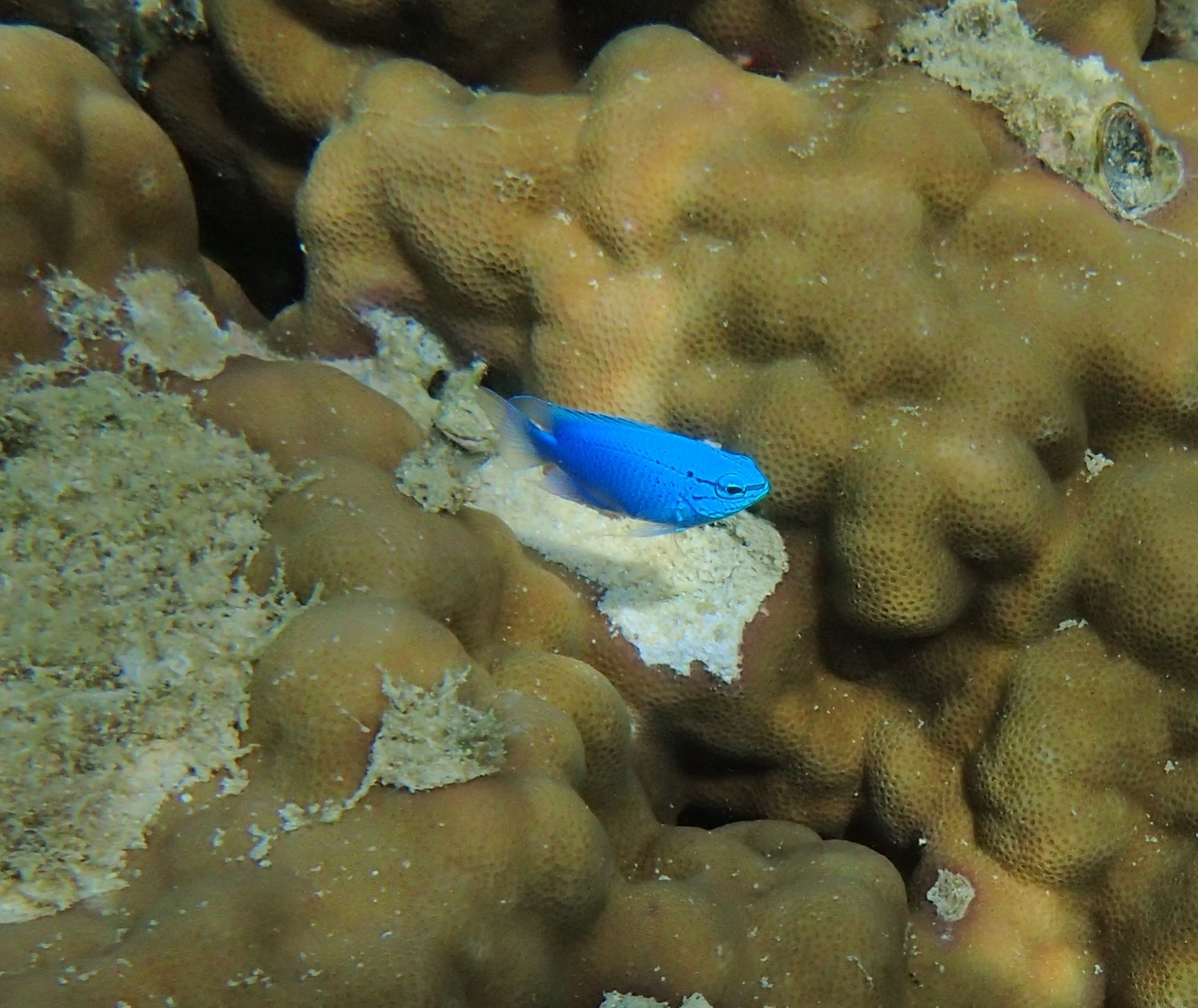 f:id:ynakamurachicago:20210907090042j:plain