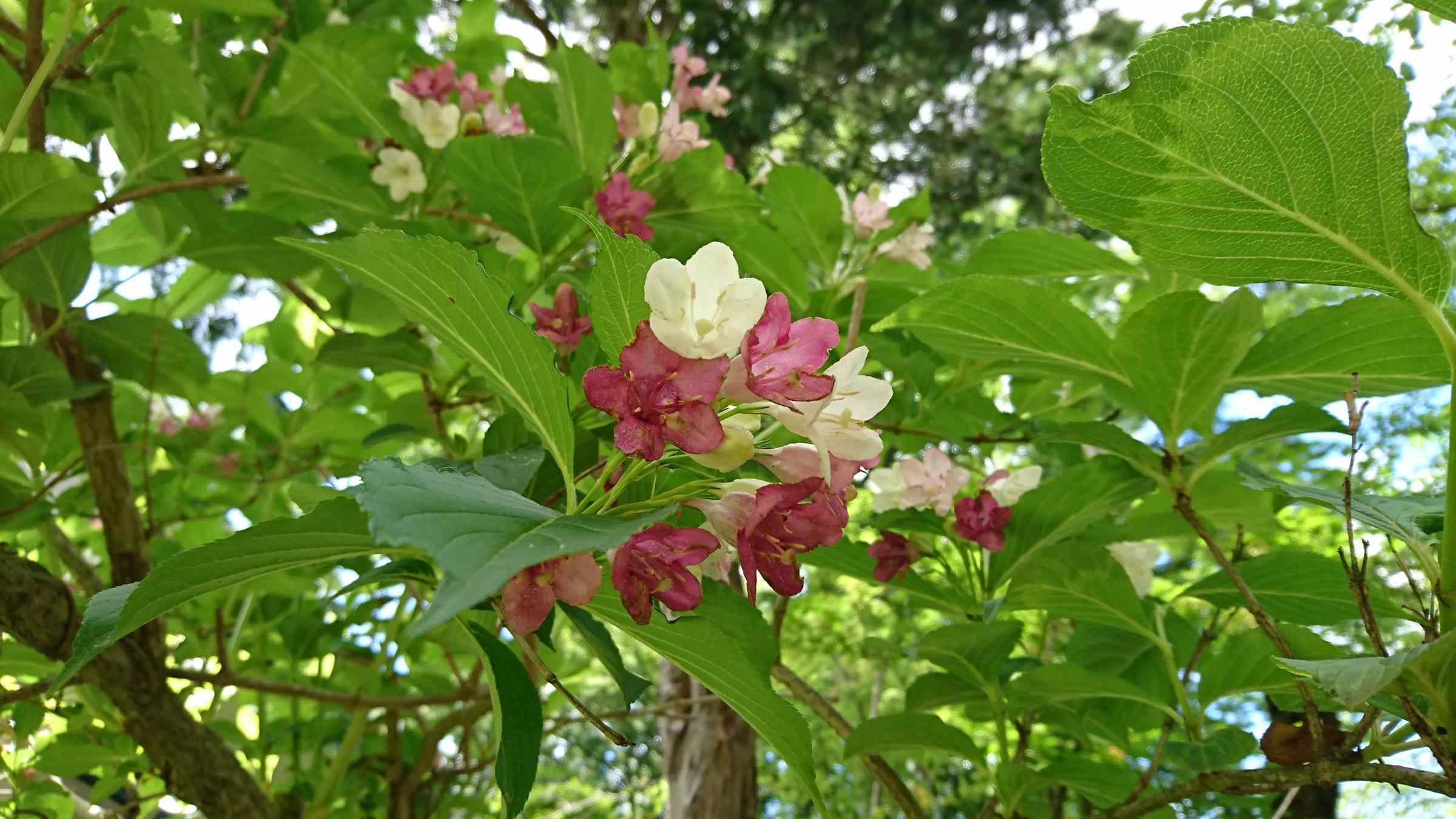 f:id:ynakayama27:20170616161420j:plain f:id:ynakayama27:20170616161420j:plain