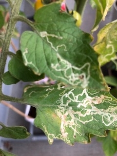 トマトの害虫 まいにちたのしく