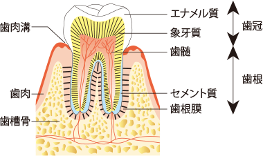 f:id:ynanako:20180914212943p:plain