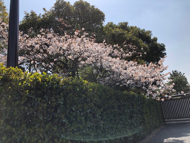 f:id:ynanako:20190327204710j:plain