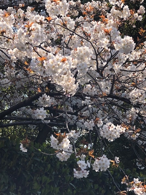 f:id:ynanako:20190327204816j:plain