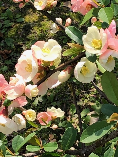 f:id:ynanako:20190327205007j:plain