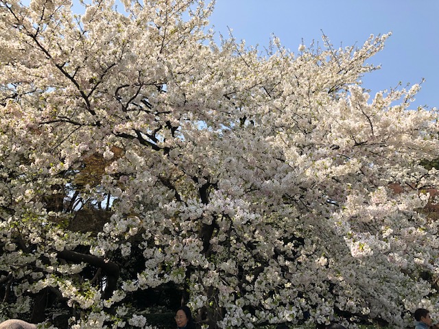 f:id:ynanako:20190327205051j:plain