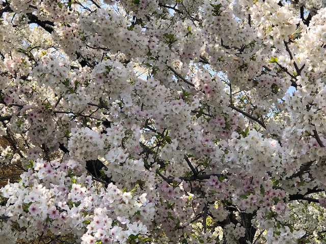 f:id:ynanako:20190327210443j:plain