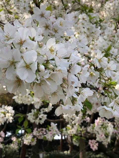 f:id:ynanako:20190327210627j:plain