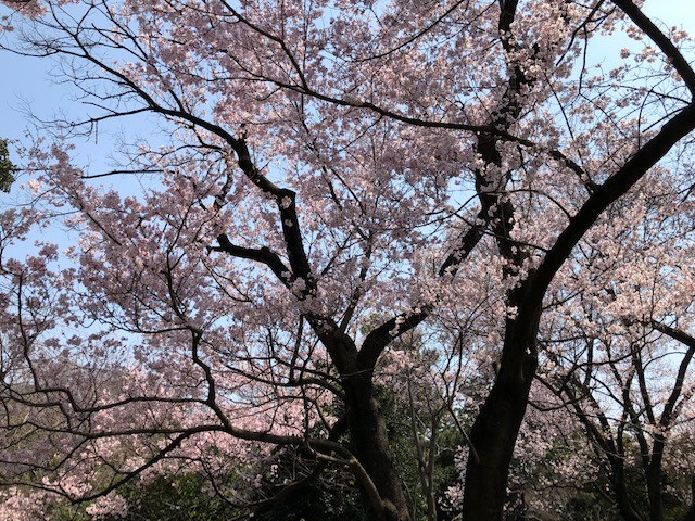 f:id:ynanako:20190327211123j:plain