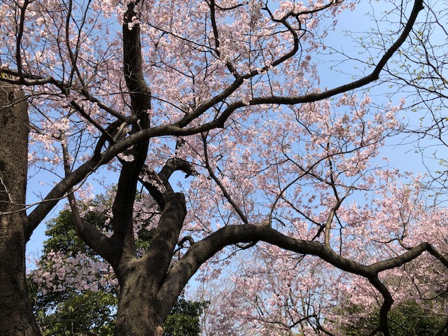 f:id:ynanako:20190327211156j:plain