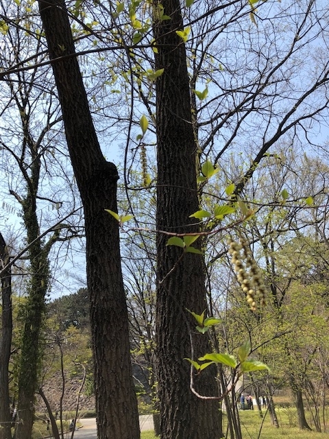 f:id:ynanako:20190327211752j:plain