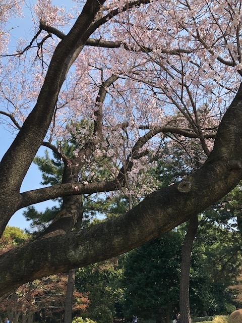 f:id:ynanako:20190327221310j:plain