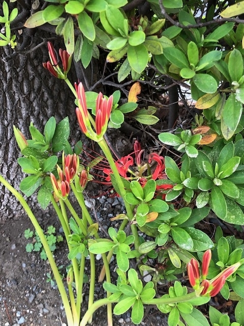 f:id:ynanako:20190927202227j:plain