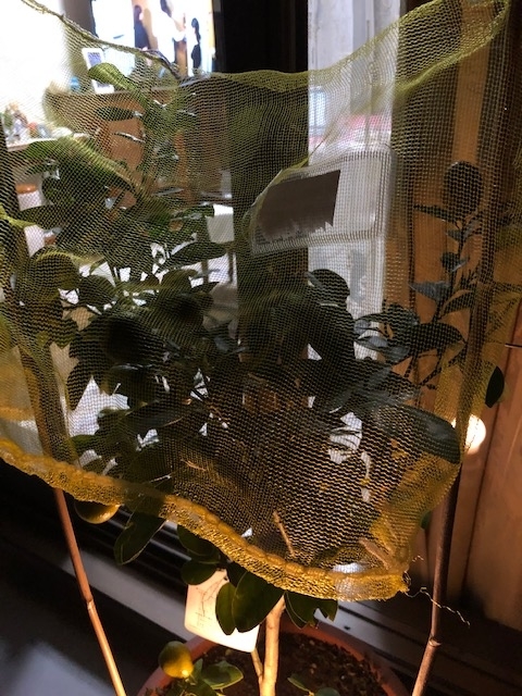 f:id:ynanako:20191202204826j:plain