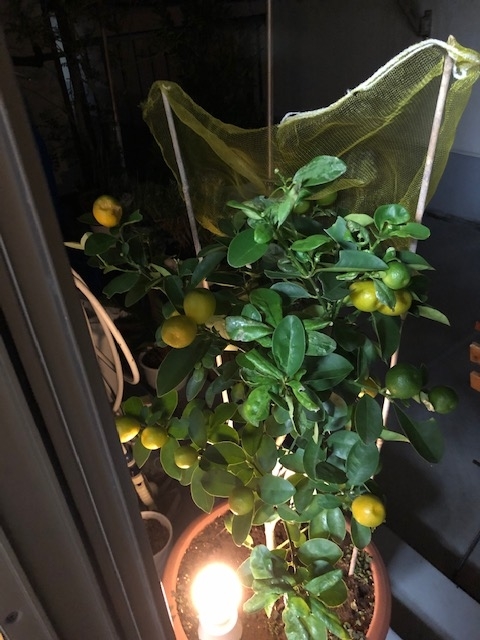 f:id:ynanako:20191202204845j:plain