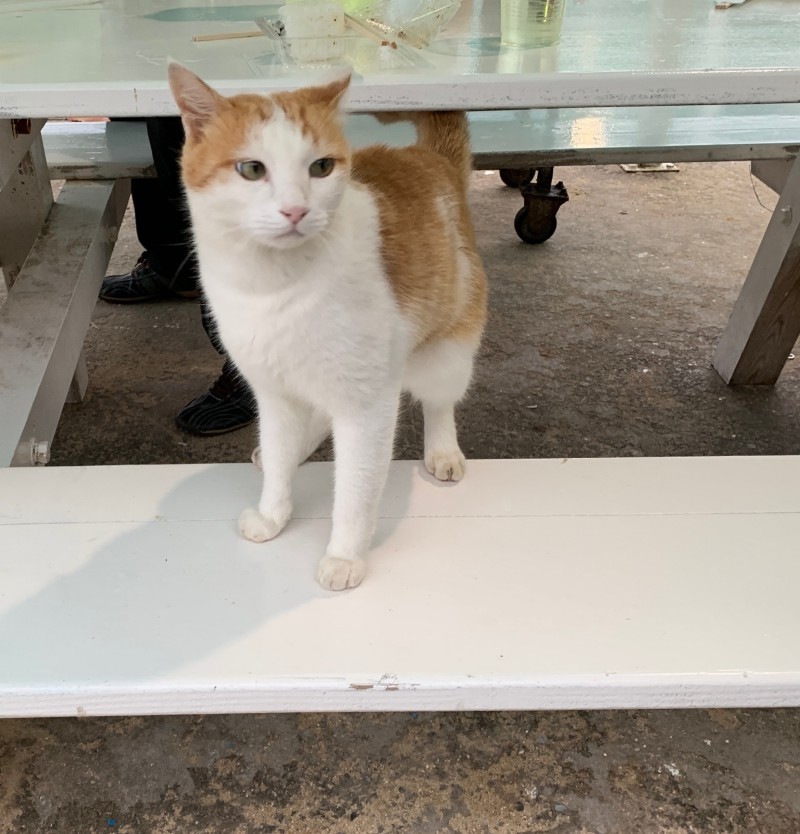 f:id:ynie:20190707212835j:plain