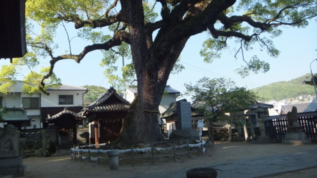 艮神社　クスノキ