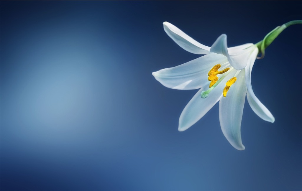f:id:yoakenococoa:20250526142356j:image f:id:yoakenococoa:20250526142356j:image