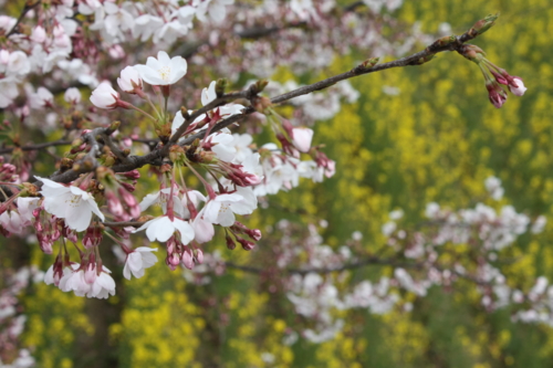 f:id:yoblog:20090413115926j:image f:id:yoblog:20090413115926j:image