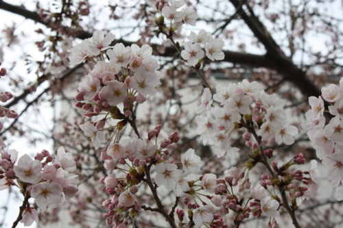 f:id:yoblog:20090413115933j:image f:id:yoblog:20090413115933j:image