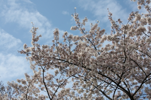 f:id:yoblog:20090413120244j:image f:id:yoblog:20090413120244j:image