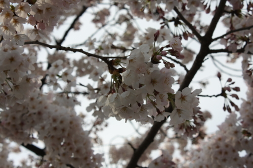 f:id:yoblog:20090413120304j:image f:id:yoblog:20090413120304j:image