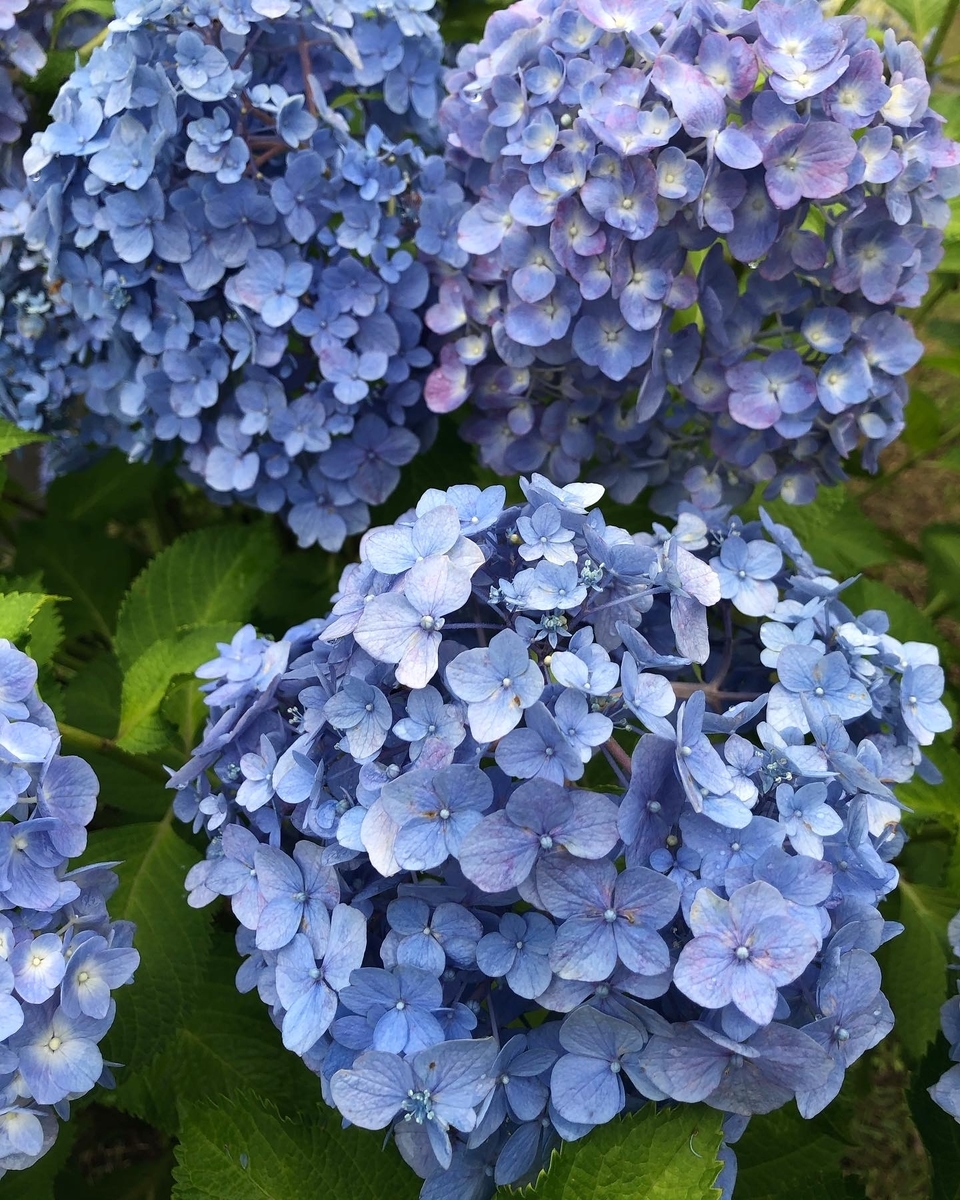 f:id:yoboyukiat:20200626120014j:plain f:id:yoboyukiat:20200626120014j:plain