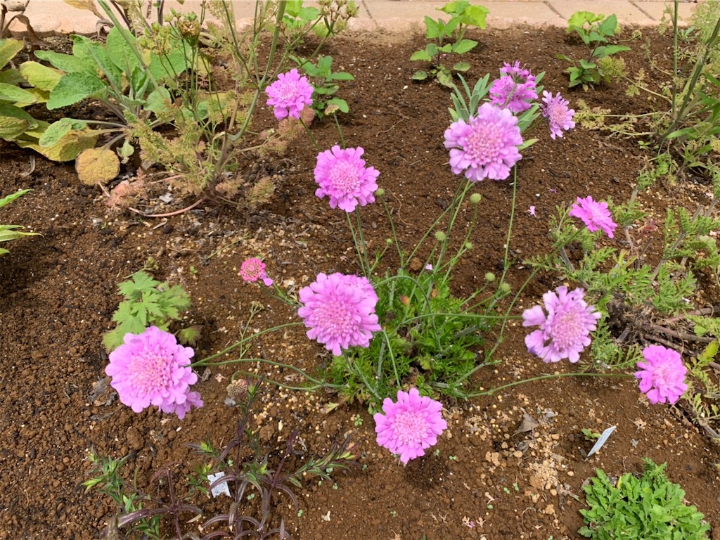 スカビオサムーンダンス ヘレニウム開花 よっちゃんの庭 スカビオサムーンダンス ヘレニウム開花 よっちゃんの庭