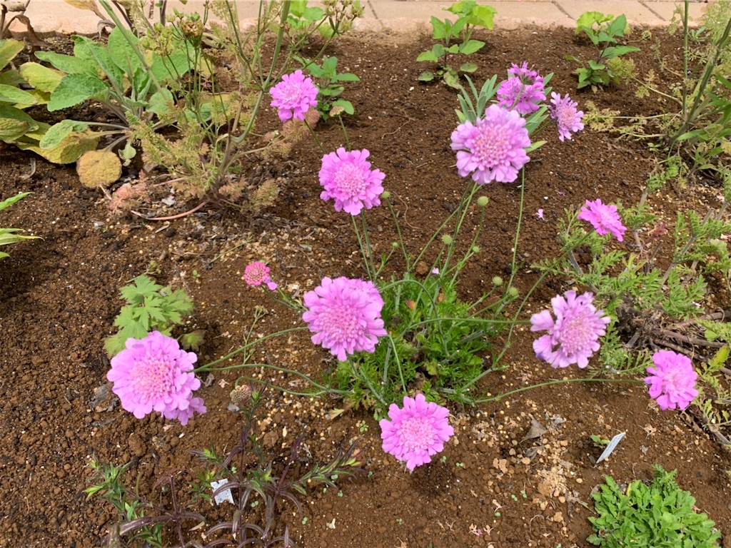 スカビオサムーンダンス ヘレニウム開花 よっちゃんの庭