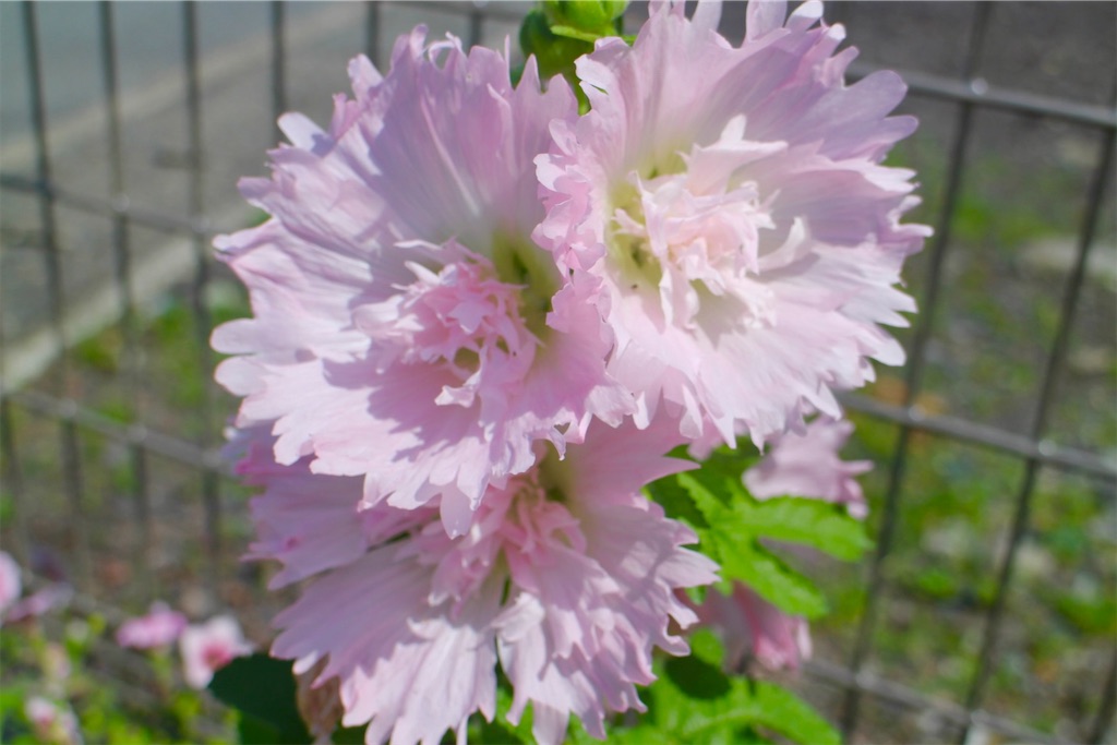 f:id:yocchan12:20210714222820j:plain