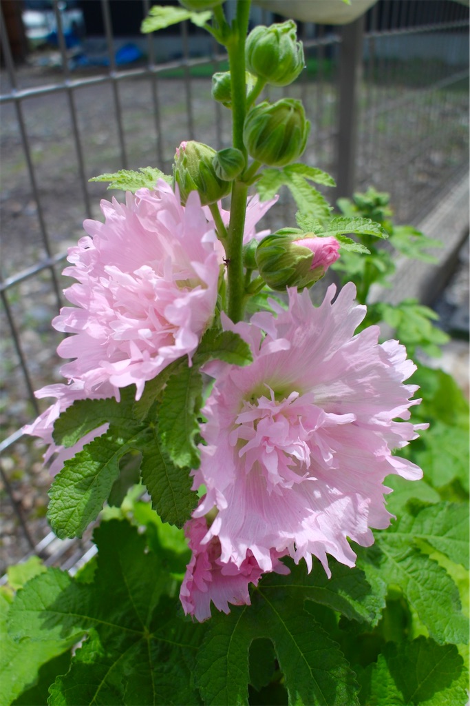 f:id:yocchan12:20210714223712j:plain