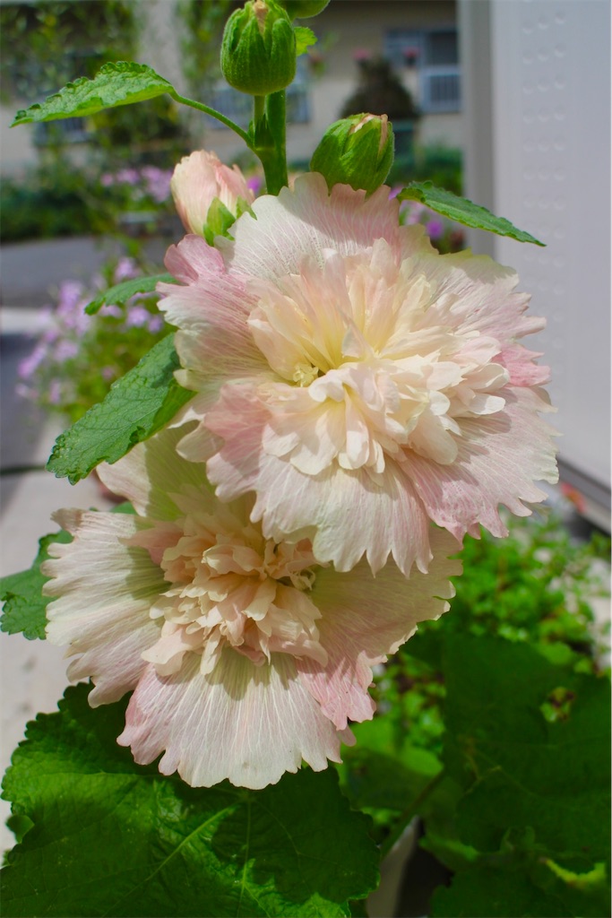 f:id:yocchan12:20210714223715j:plain