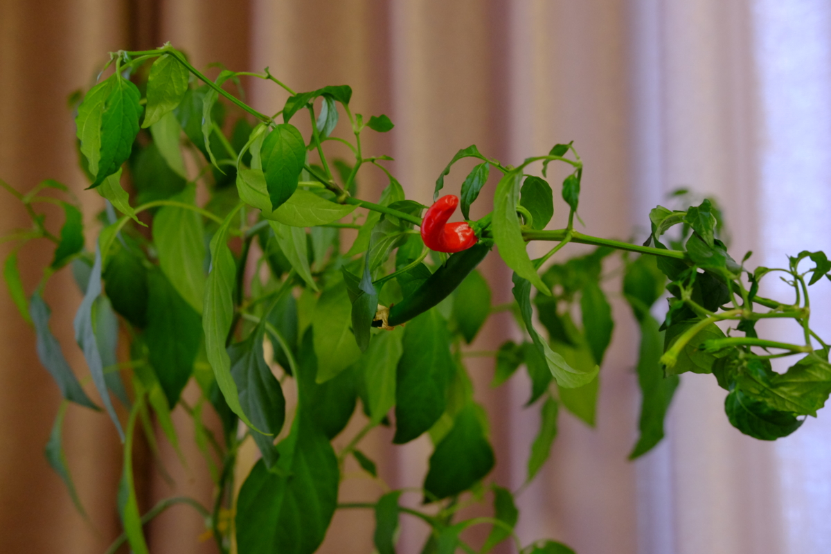 f:id:yocchi_gogo:20160821124524j:plain