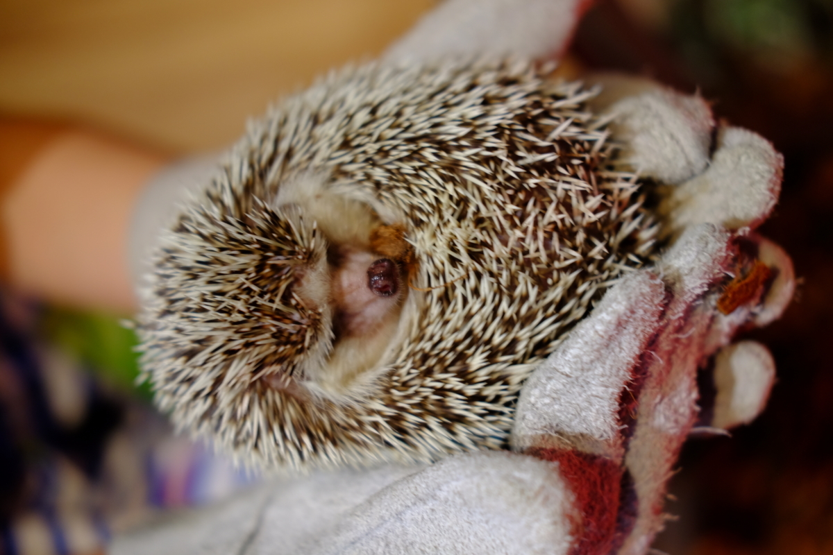 f:id:yocchi_gogo:20180502191046j:plain