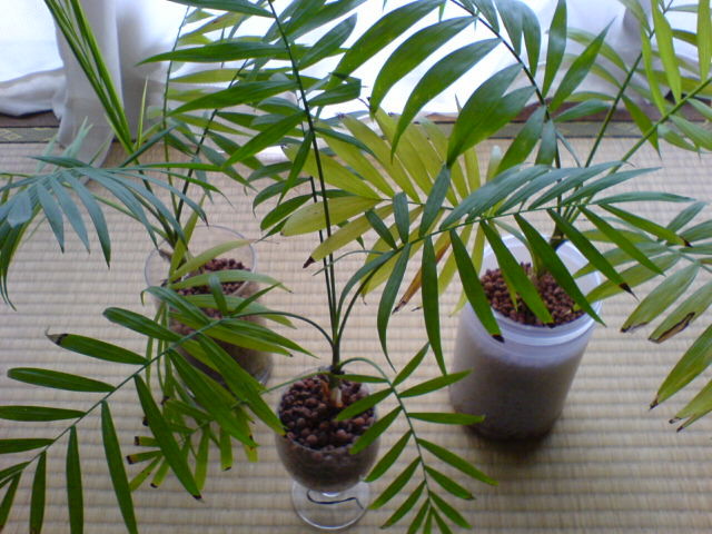 f:id:yoch:20070311102559j:image:w320