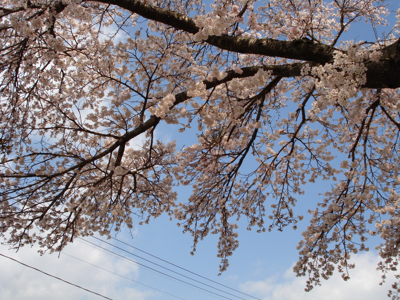 f:id:yoch:20100430091903j:image:w480 f:id:yoch:20100430091903j:image:w480