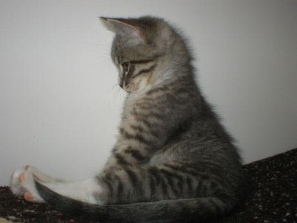 f:id:yochapocha:20170209184651j:plain:w300