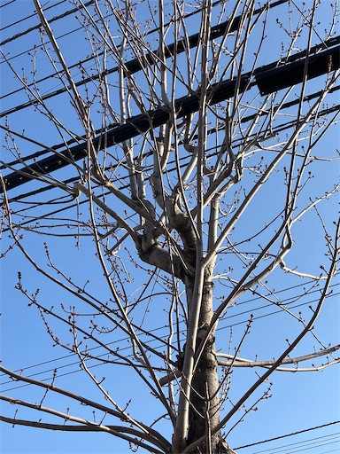 f:id:yochirorin:20250412005448j:image f:id:yochirorin:20250412005448j:image