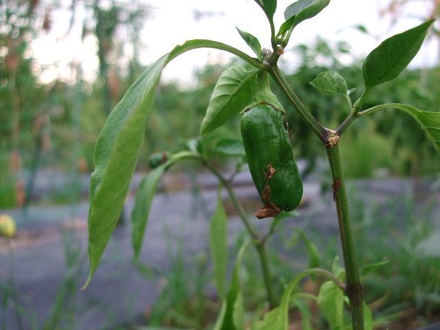 f:id:yodaaaa:20160713211340j:plain