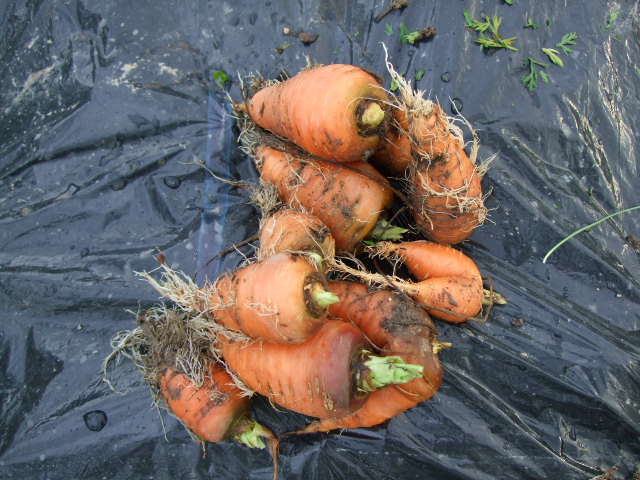 f:id:yodaaaa:20160713211808j:plain